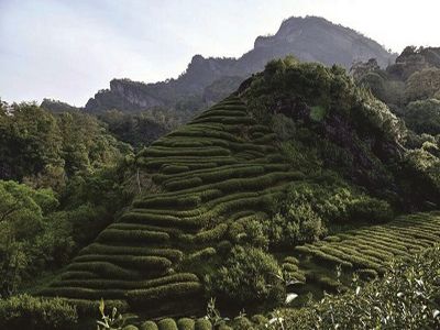 奠基武夷山
